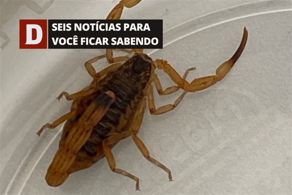 Escorpião-amarelo é encontrado em Santa Maria pela primeira vez e prefeitura faz alerta e outras 5 notícias