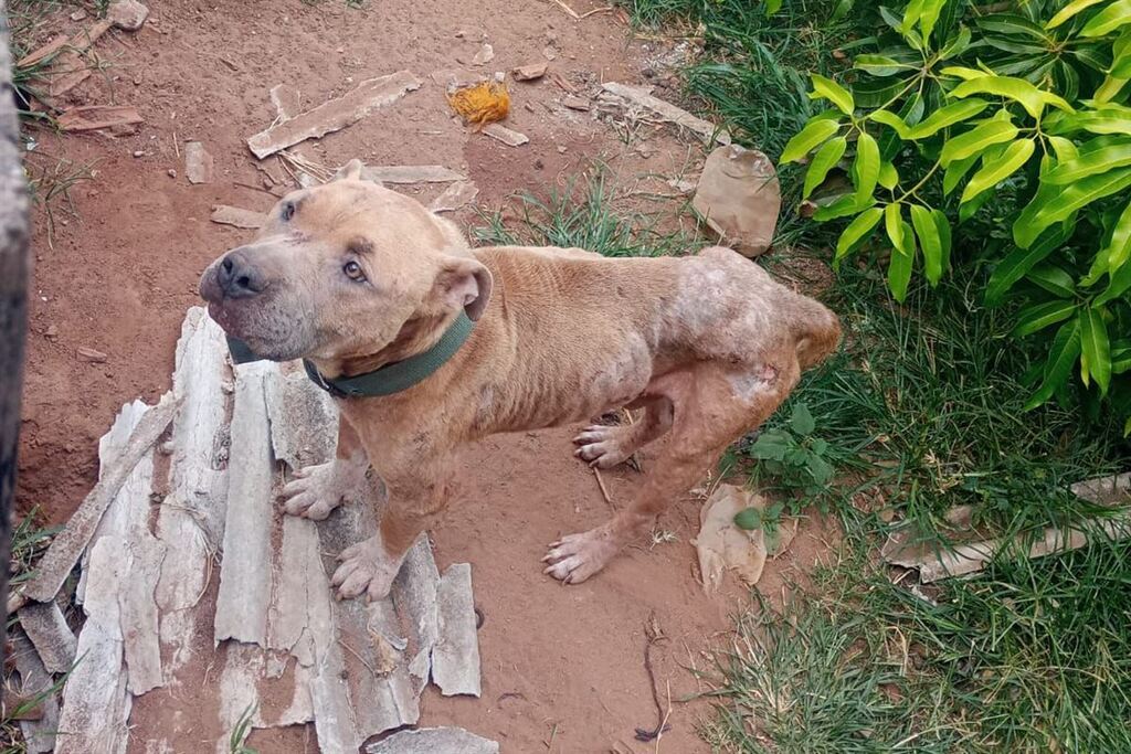 Cães em situação de maus-tratos são localizados em Restinga Sêca