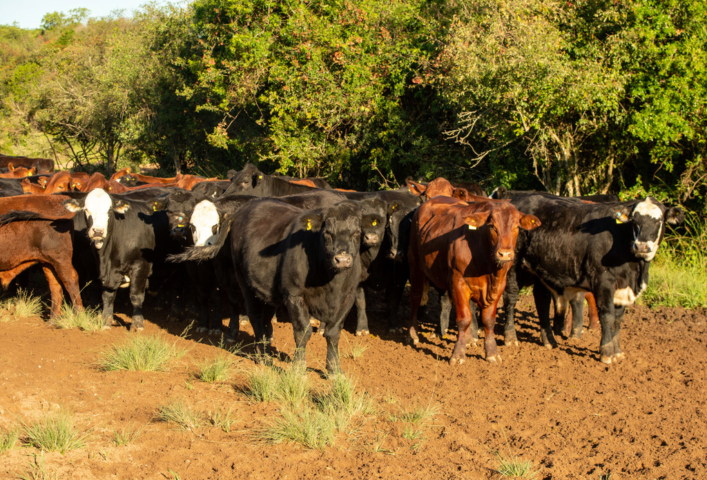 Seca já influencia preços e causa falta de animal bem-acabado para abate