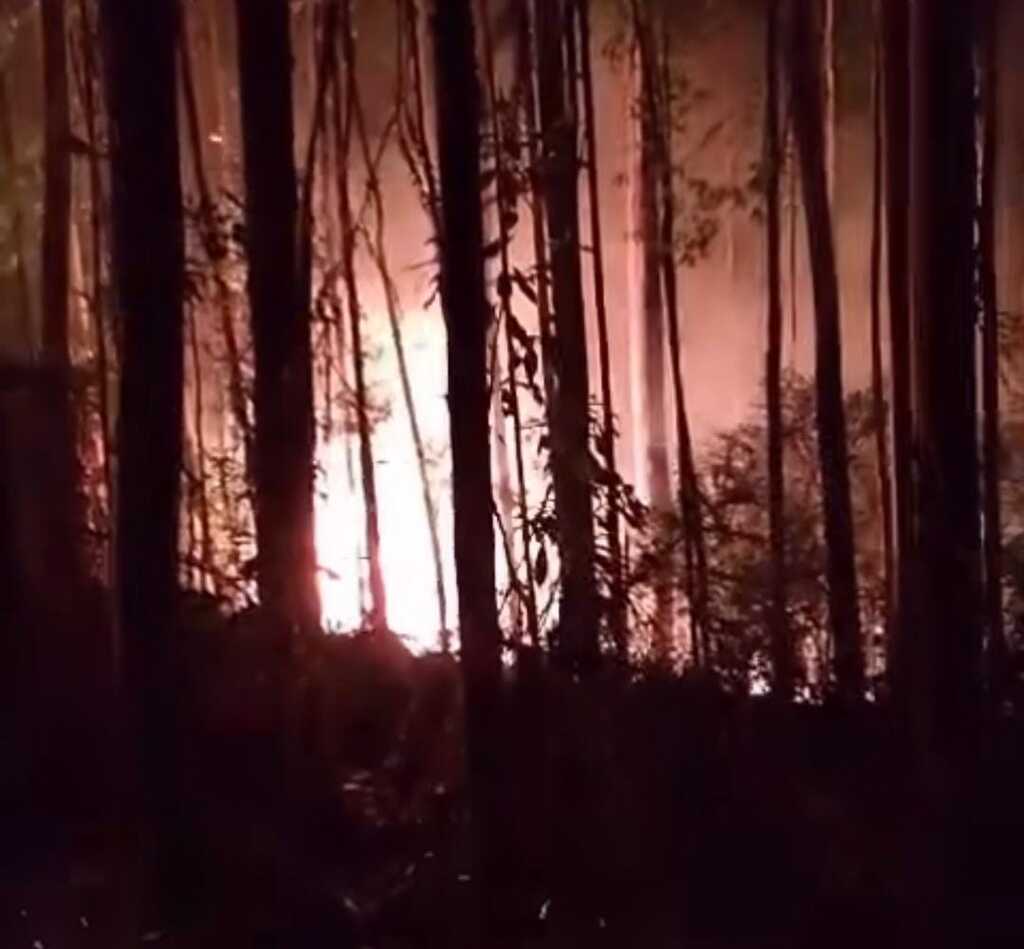 Incêndio florestal atinge reflorestamento de eucalipto em Cerro Negro