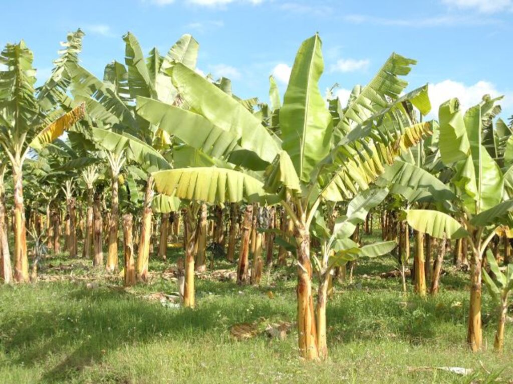 Epagri lança aplicativo gratuito para combater a sigatoka amarela da bananeira em SC