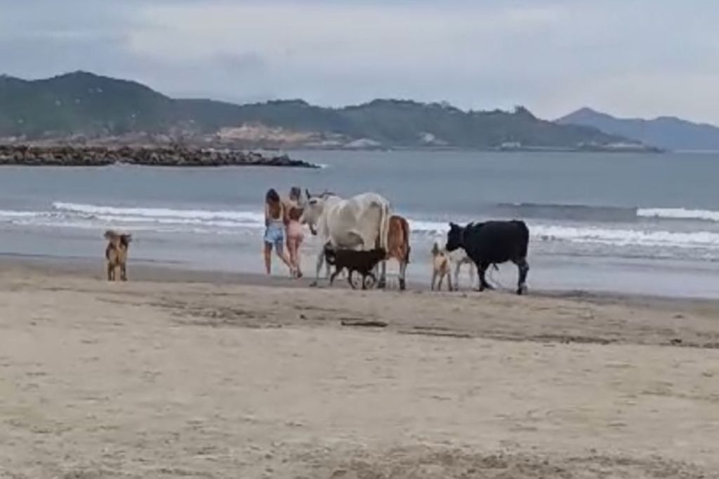  - Animais soltos na praia do Porto geram preocupação e colocam em risco a segurança de banhistas - Foto: divulgação