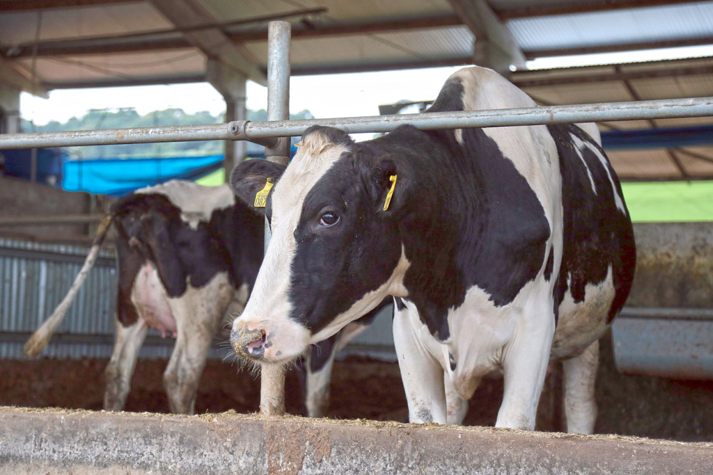 Santa Catarina avança no controle de brucelose e tuberculose nos rebanhos