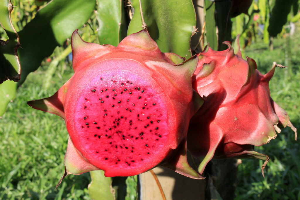 Aberta oficialmente a colheita de pitaya em Cerro Negro