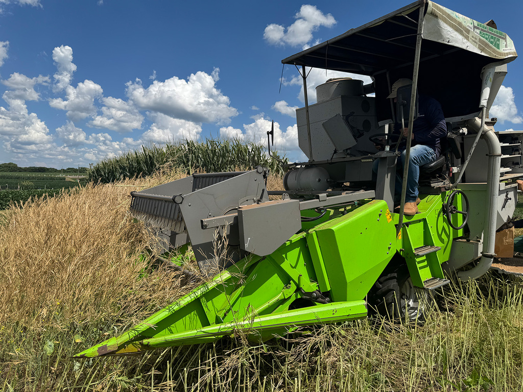 Diversificação rentável no campo: Copercampos aposta na carinata para produção de biocombustíveis de Aviação