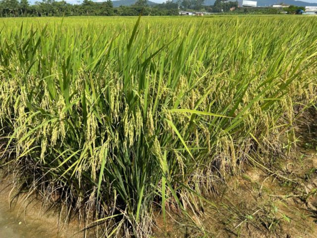 Epagri lança nova variedade de arroz irrigado que se destaca pela alta produtividade