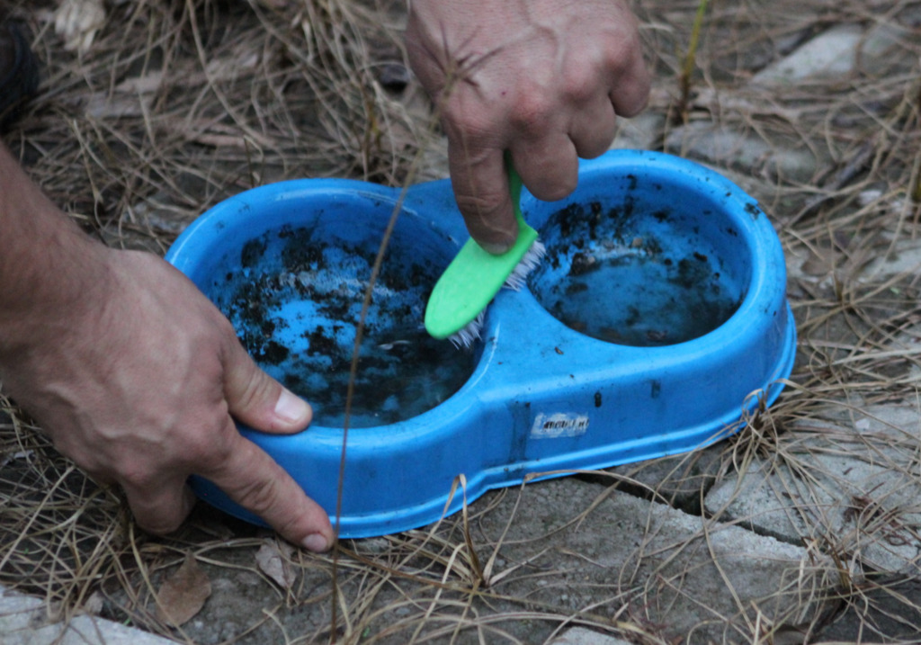 Confirmados os primeiros casos de dengue no município