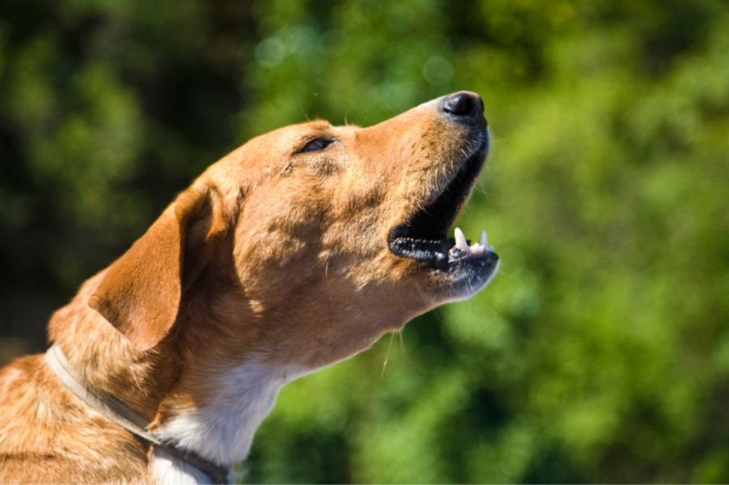 Imagem divulgação - Bebê abandonado é encontrado em terreno baldio em SC após alerta de cachorro