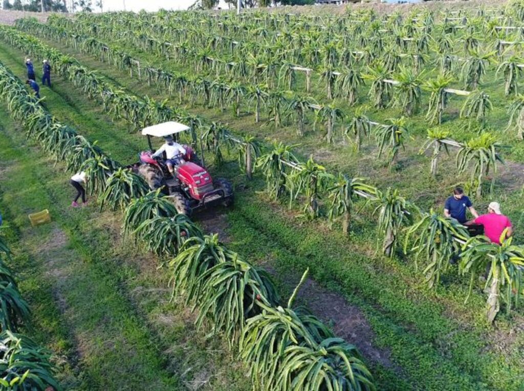 Divulgação Epagri - O Sul Catarinense é a principal reigão produtora de pitaia do Estado