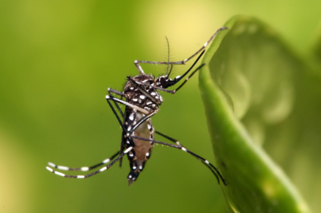 Garopaba registra o seu primeiro caso de chikungunya