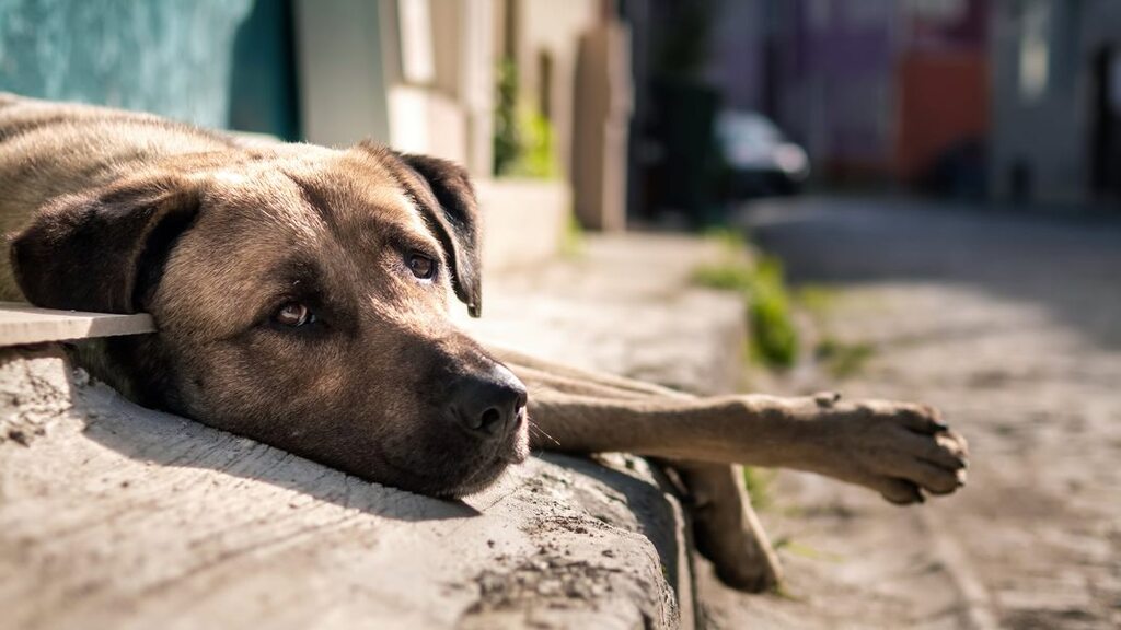 Crescem os números de maus-tratos aos animais